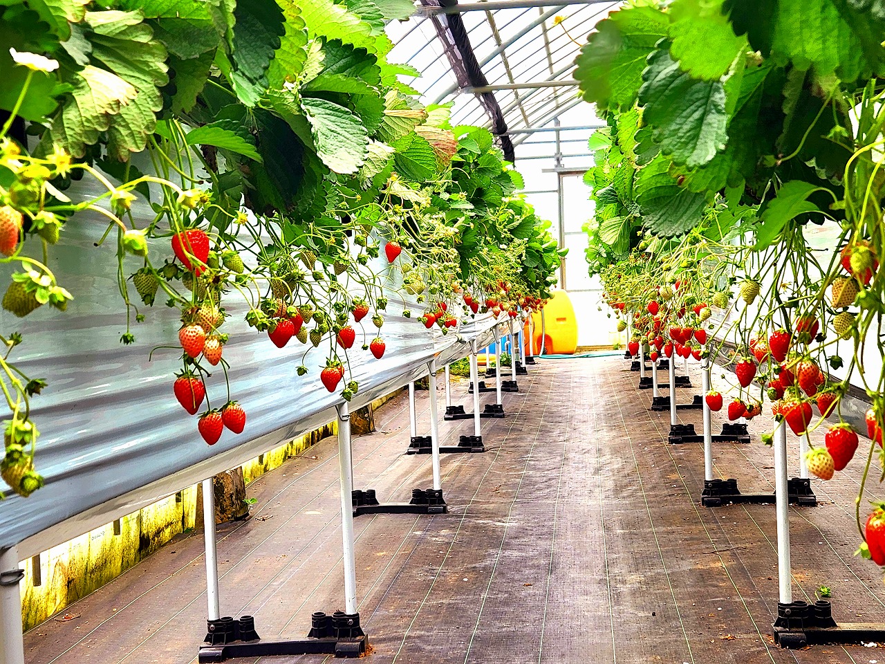 3種類のいちごを食べることできました！種類でも味が全然違っていましたが、個体差によっても甘さが違っていたためいろんな味を楽しむことができました。